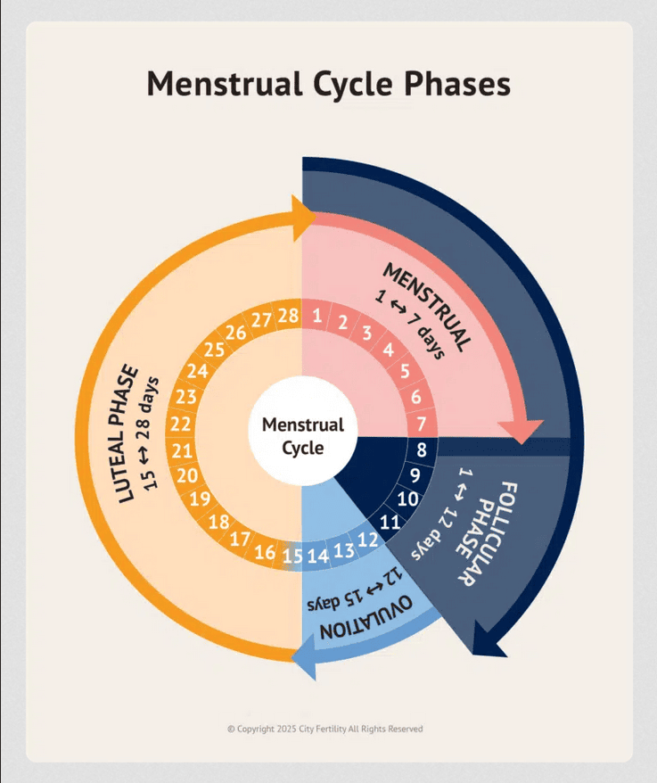 Menstrual cycle phases